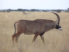 Hippotragus equinus equinus