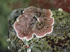 Phymatolithon lenormandii