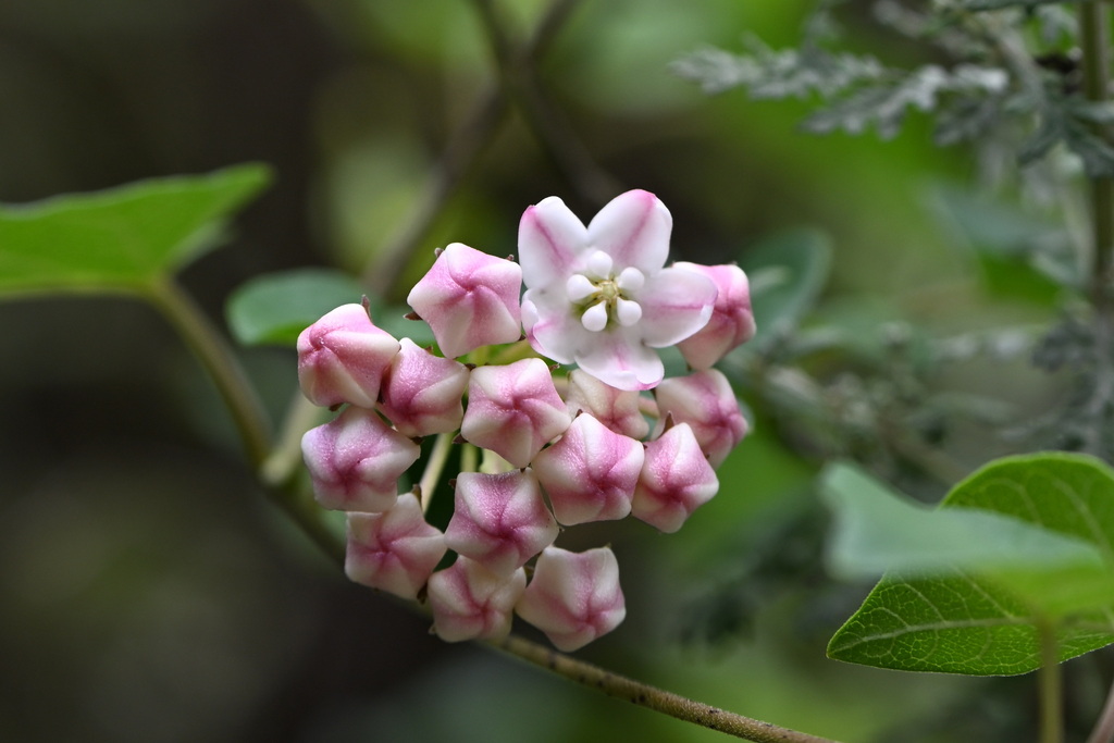 Dregea yunnanensis