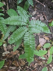 Adiantum tetraphyllum, photograph (c) Francisco Emilio Roldán Velasco, some rights reserved (CC BY)