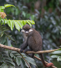 Cercopithecus ascanius schmidti