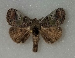 Dasychira meridionalis