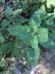 Nepeta racemosa racemosa