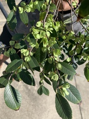 Ulmus parvifolia