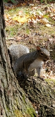 Sciurus carolinensis