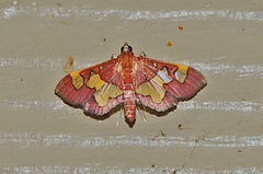 Colomychus talis