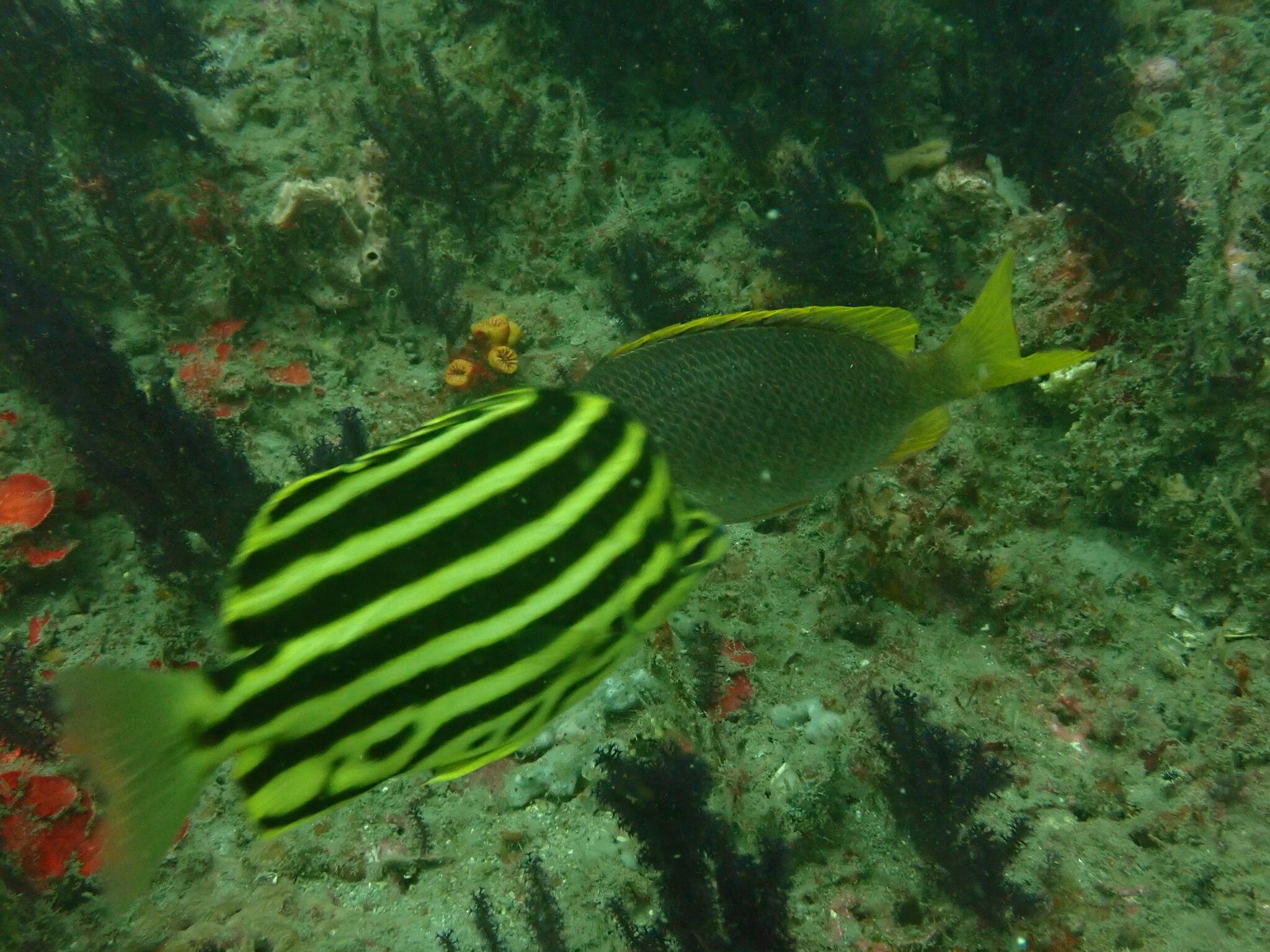 細刺魚(柴魚) Microcanthus strigatus