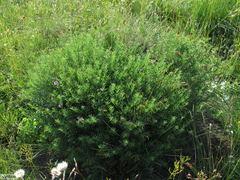 Lotononis bachmanniana