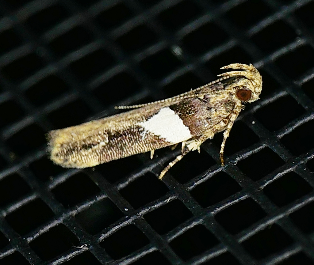 Friseria