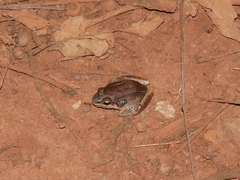 Leptodactylus mystaceus