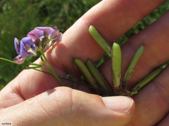 Lotononis bachmanniana