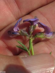 Lotononis bachmanniana