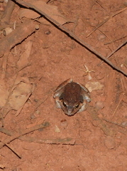 Leptodactylus mystaceus