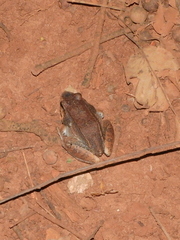 Leptodactylus mystaceus
