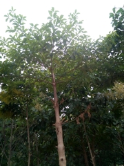 Terminalia superba