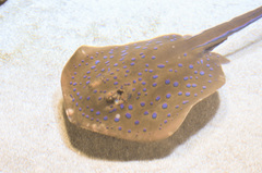 Neotrygoninae