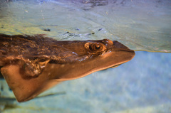 Blue Spotted Stingray photo 5