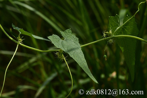 Actinostemma tenerum