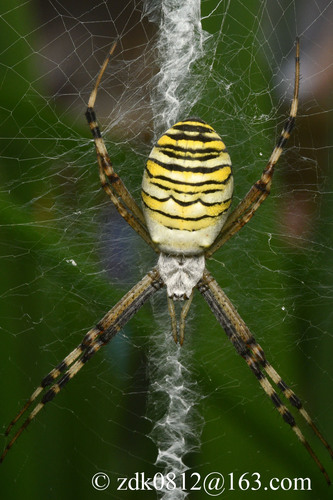 Wasp Spider