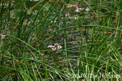 Flowering-rush