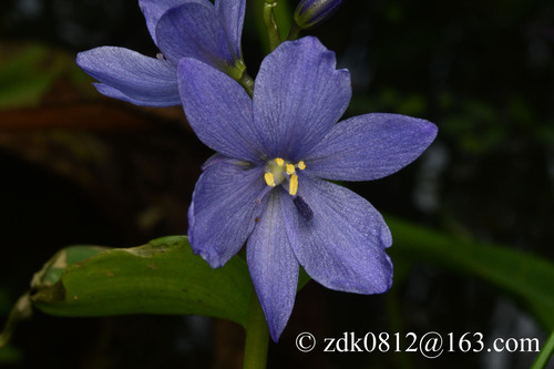 Pontederia korsakowii