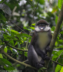 Cercopithecus ascanius schmidti