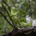 Quercus tarokoensis - Photo (c) avocat, algunos derechos reservados (CC BY-NC), uploaded by avocat
