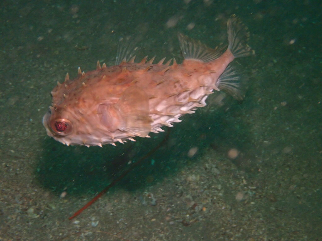 Birdbeak burrfish