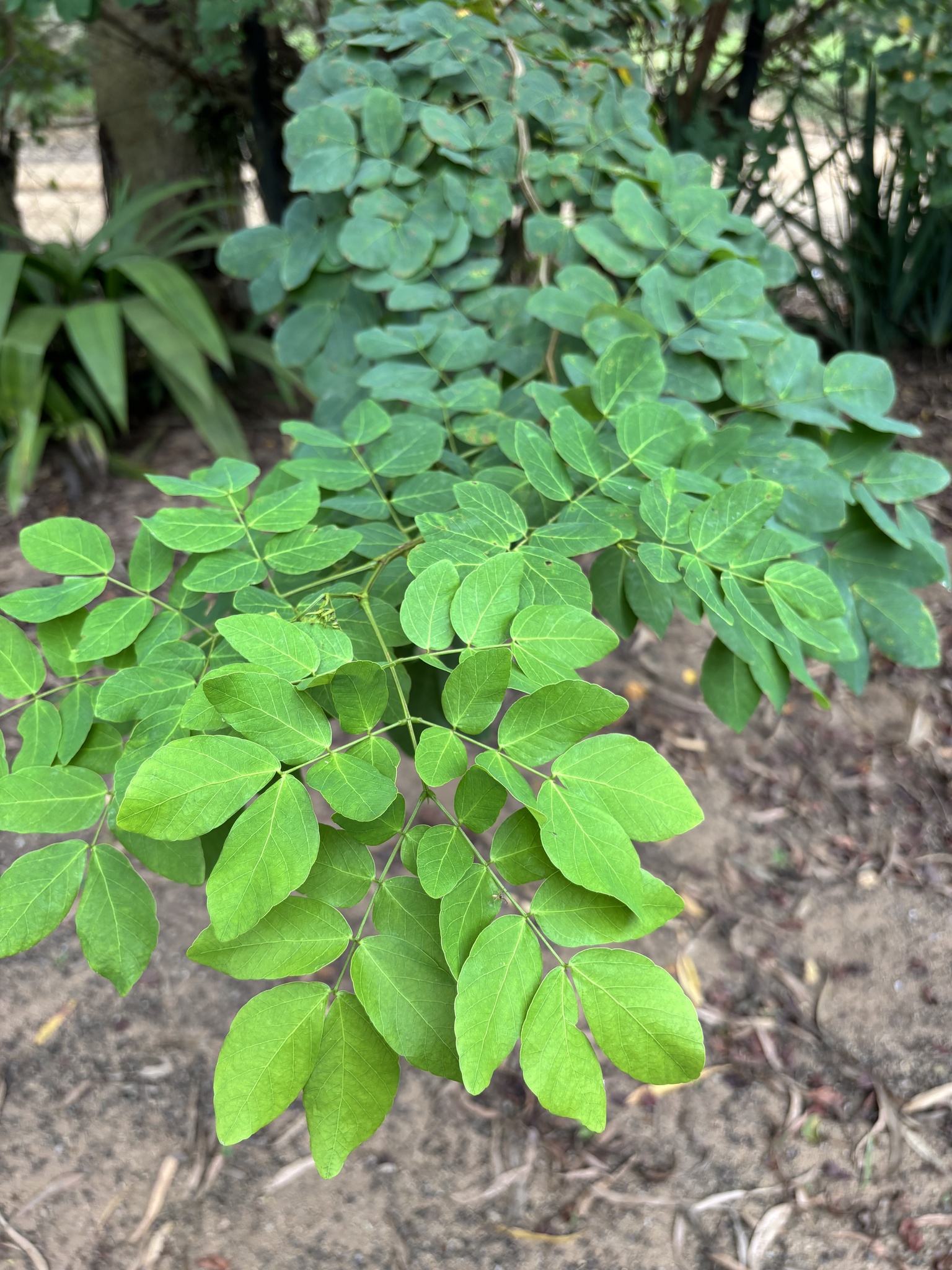 Mimosa caesalpiniifolia