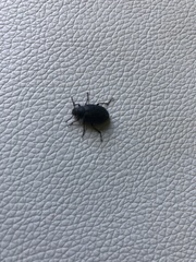 Nyctopetus
