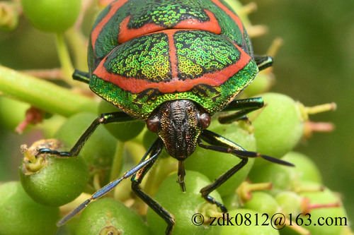 Clown Stink Bug
