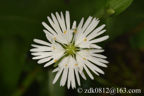 Radiant chickweed