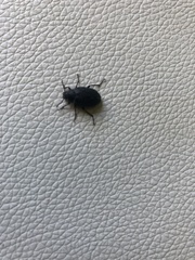 Nyctopetus