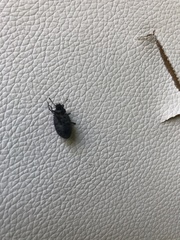 Nyctopetus