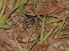 Lycosidae