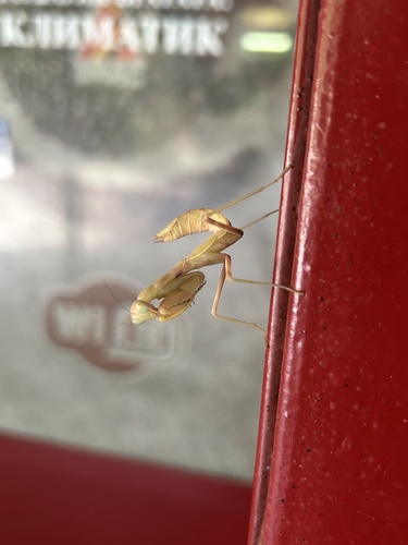 Transcaucasian Giant Mantis