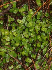 Nertera scapanioides