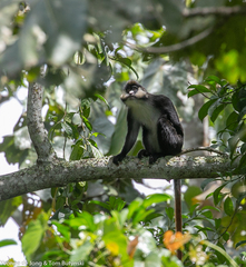 Cercopithecus ascanius schmidti