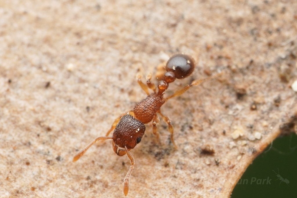 Tetramorium tanakai