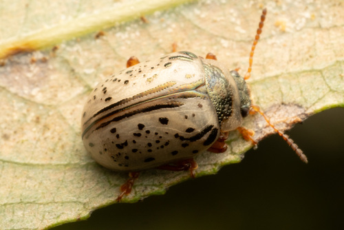 Common Willow Calligrapher Beetle photo 5