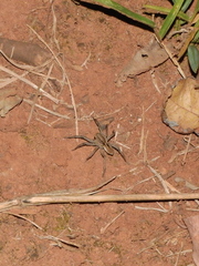 Lycosa erythrognatha
