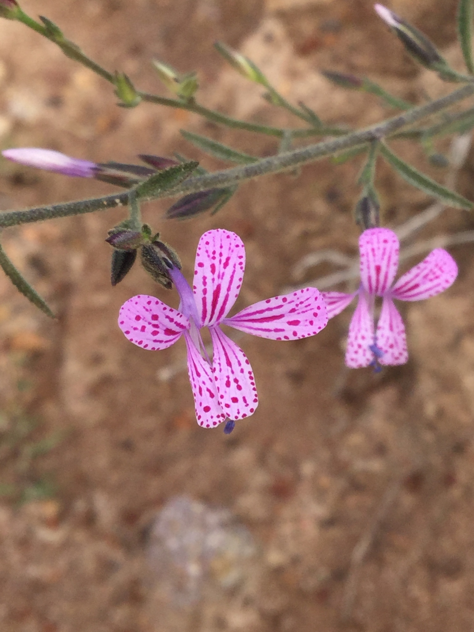 Loeselia glandulosa