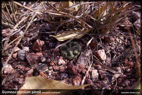 Gymnocalycium pinalii
