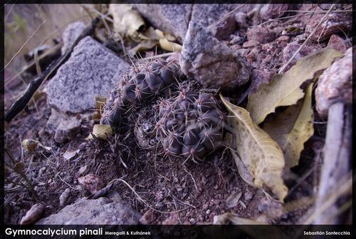 Gymnocalycium pinalii