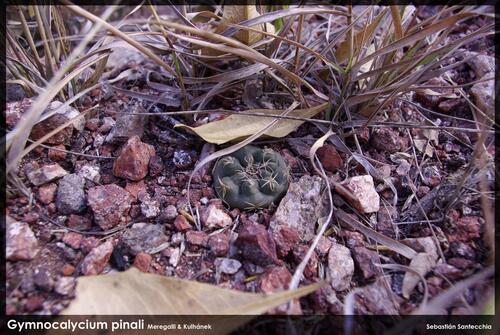 Gymnocalycium pinalii