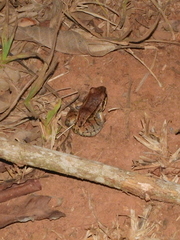 Leptodactylus mystacinus