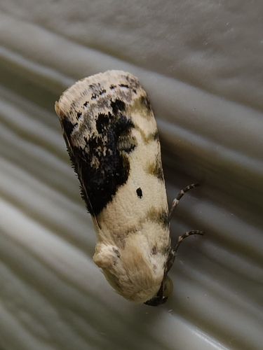 Small Bird-dropping Moth photo 3
