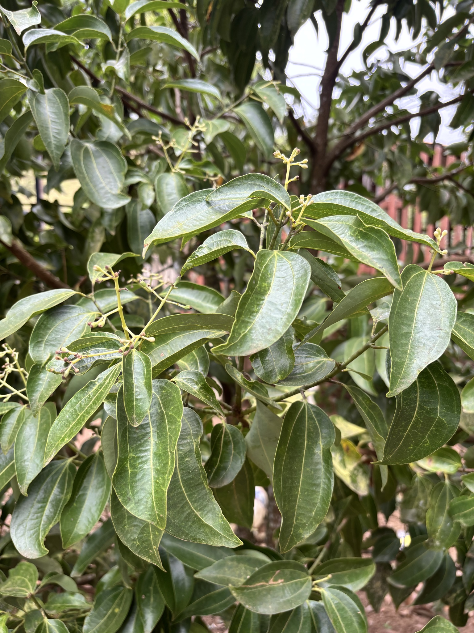 Cinnamomum verum