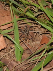 Lycosa erythrognatha