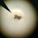 A Waterflea - Photo (c) mikaela_m, some rights reserved (CC BY-NC)